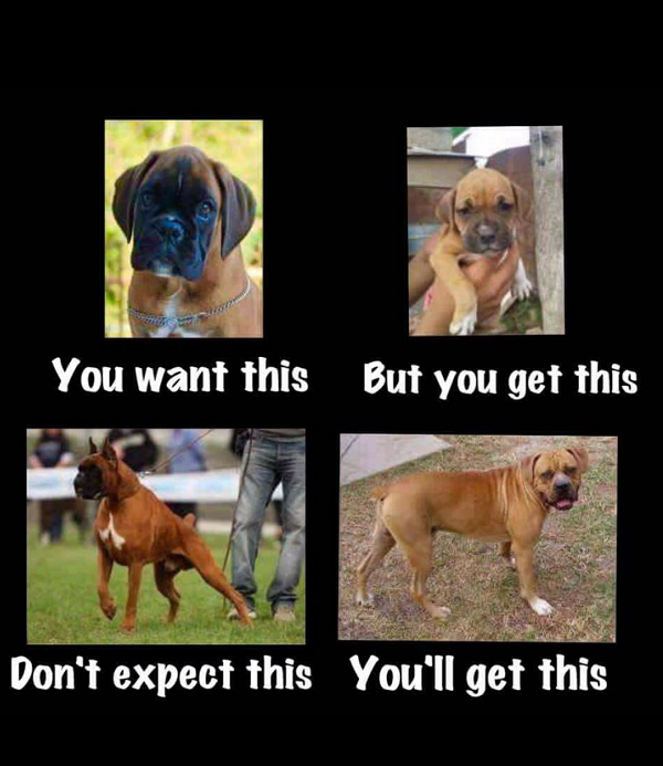 Cheap breeders on sale